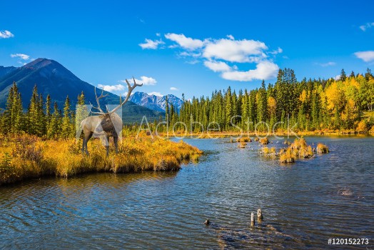 Picture of The red deer on bank of the lake